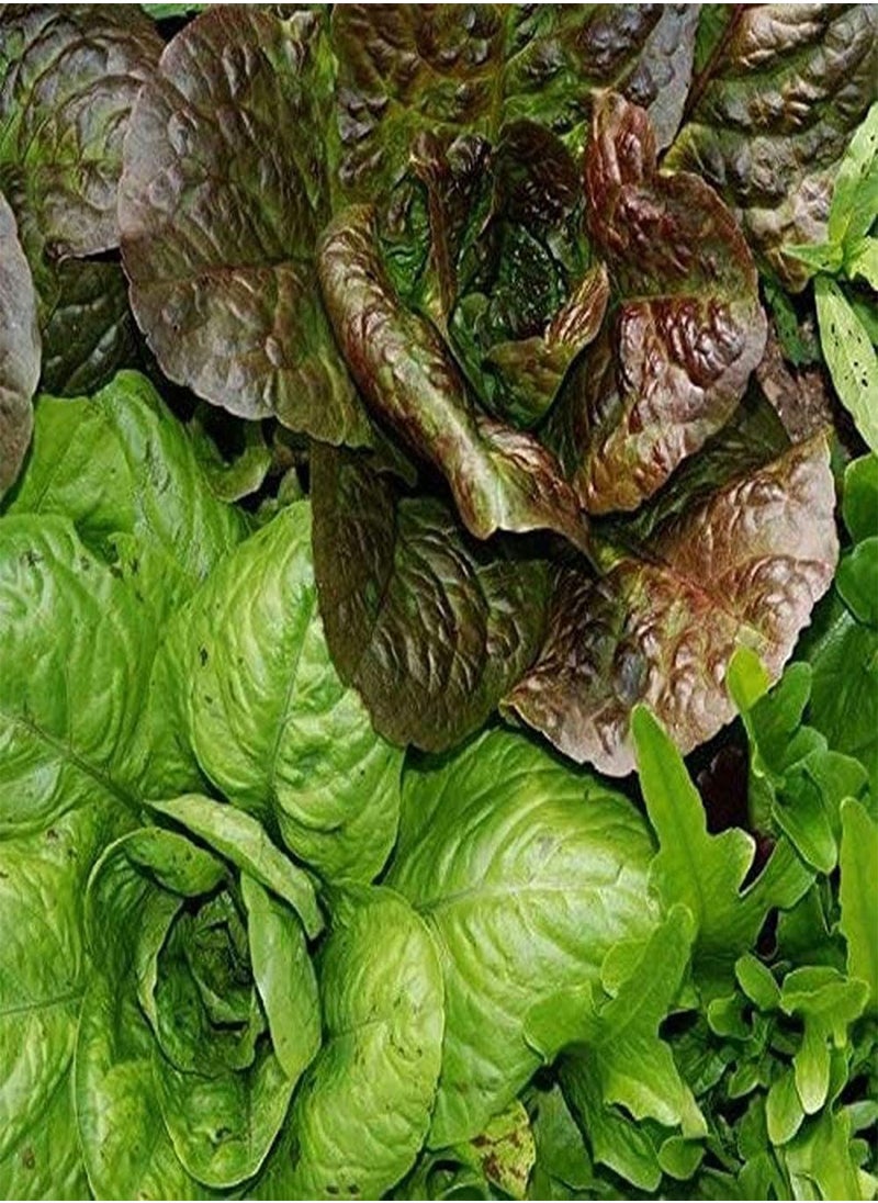 GGOOT 500Pcs Lettuce Seeds Heirloom Mix Leaf Vegetable Garden Grown Greenhouses Outdoor Available All Year Round Quality Gardening Gift  - Image 1