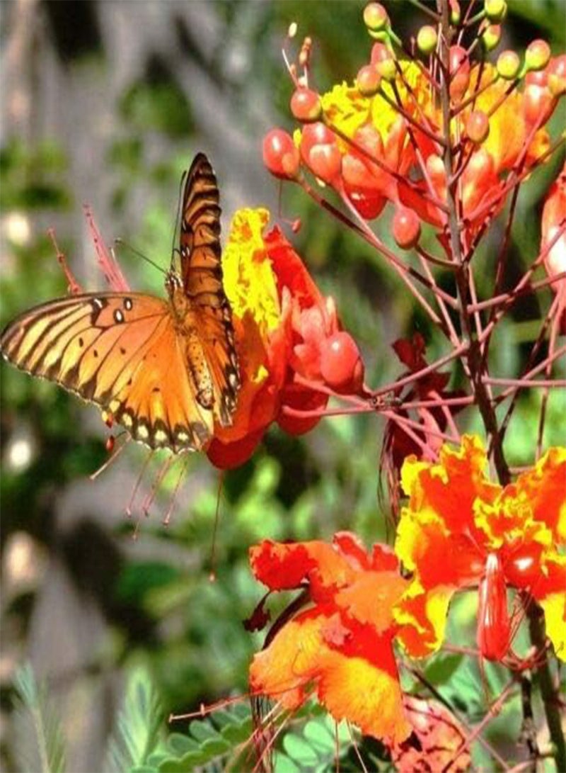Caesalpinia Pulcherrima, (PKD) Flowering Dwarf Poinciana Pride of Barbados 30 Seeds