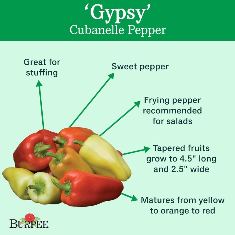 Burpee Gypsy Sweet Pepper Seeds 30 seeds - Image 2