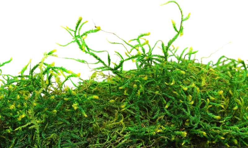 Super Moss Forest Preserved Fresh Green Moss - 8oz - Image 2