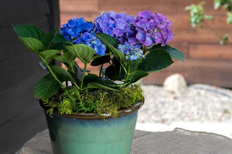 Super Moss Forest Preserved Fresh Green Moss - 8oz - Image 4