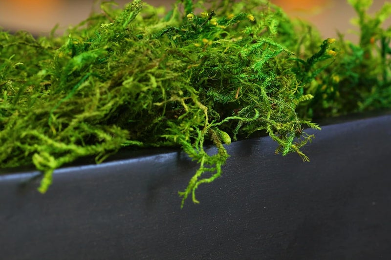Super Moss Forest Preserved Fresh Green Moss - 8oz - Image 3