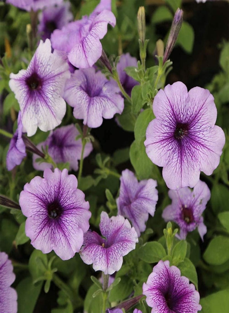 GGOOT 100pcs Paarse  Zaden Versieren Tuin Rijke Aroma Trekt Vlinders Open Bestuiving Make Opknoping Manden Kleur toevoegen aan Tuin - Image 2