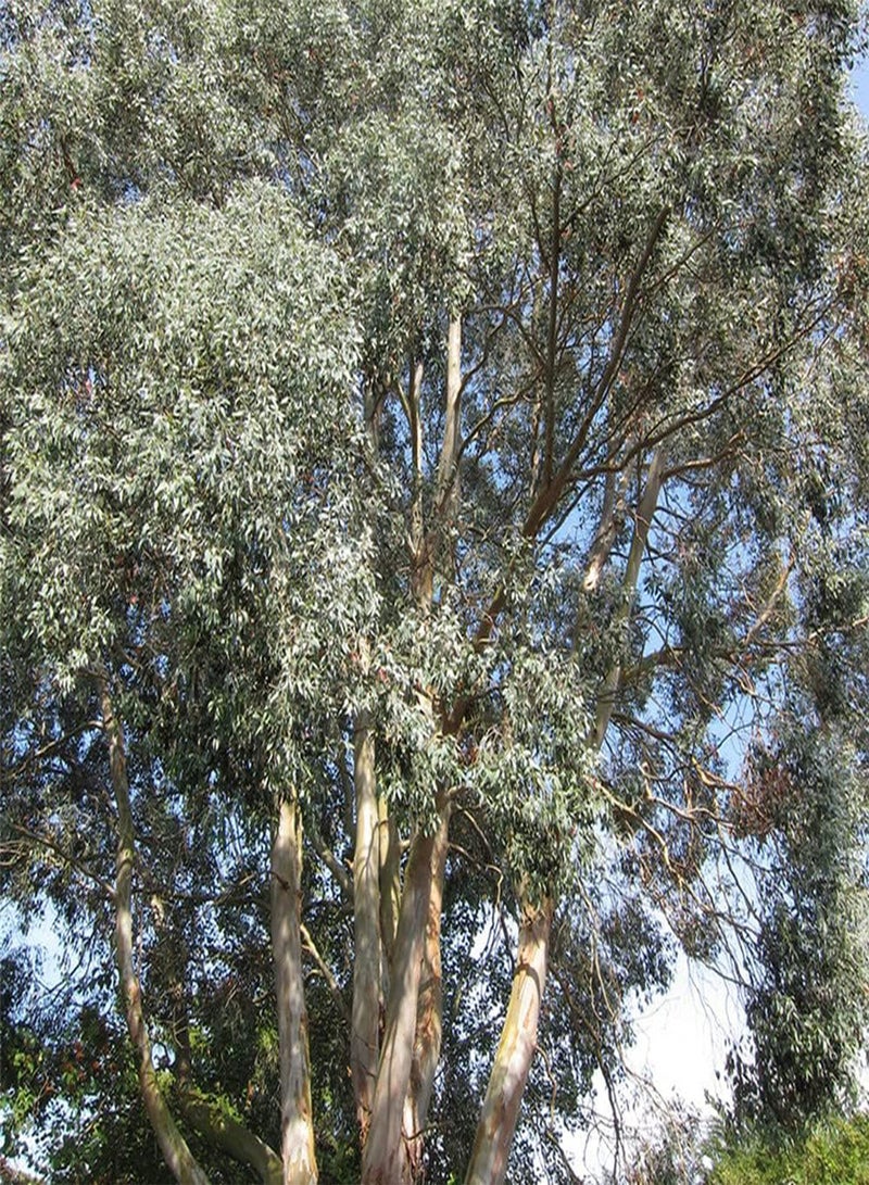 GGOOT 200Pcs Eucalyptus Seeds Evergreen Heirloom Tree for Outdoor Courtyard Terrace Planting Natural Growth Create Beautiful Gardening Scenery - Image 2