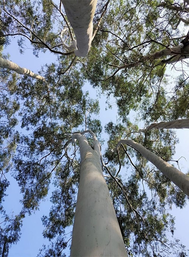 GGOOT 200Pcs Eucalyptus Seeds Evergreen Heirloom Tree for Outdoor Courtyard Terrace Planting Natural Growth Create Beautiful Gardening Scenery - Image 1