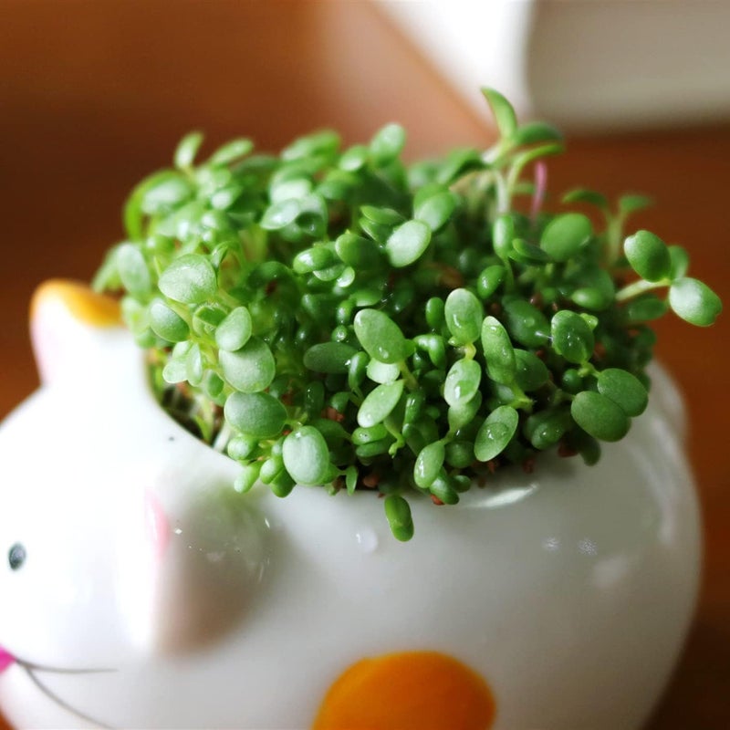 Luckam 3Pack Self Watering Planter Pots, Cute Tongue Animal Planters Ceramic Plant Pot for Indoor Outdoor Decoration Home Office Decor Window Garden Gifts - Image 5