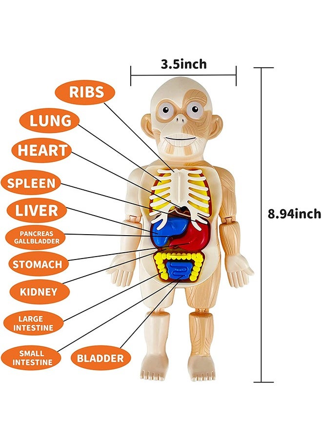 GROIC Kids Early Educational Learning Toys Human Organs Model with Removable Parts ,17 Pcs Human Body Model DIY Assembly Science Kits Toys for Boys Girls Preschool Learning Toys  - Image 2