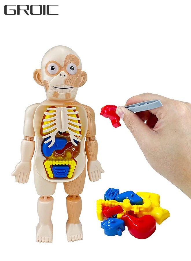 GROIC Kids Early Educational Learning Toys Human Organs Model with Removable Parts ,17 Pcs Human Body Model DIY Assembly Science Kits Toys for Boys Girls Preschool Learning Toys  - Image 1
