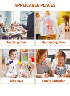 Kids Early Educational Learning Toys Human Organs Model with Removable Parts ,17 Pcs Human Body Model DIY Assembly Science Kits Toys for Boys Girls Preschool Learning Toys - pzsku/ZE16E77A1445E15F4C803Z/45/_/1660737341/df8b8cdc-3f4b-4677-a8a1-0b28ad28f442