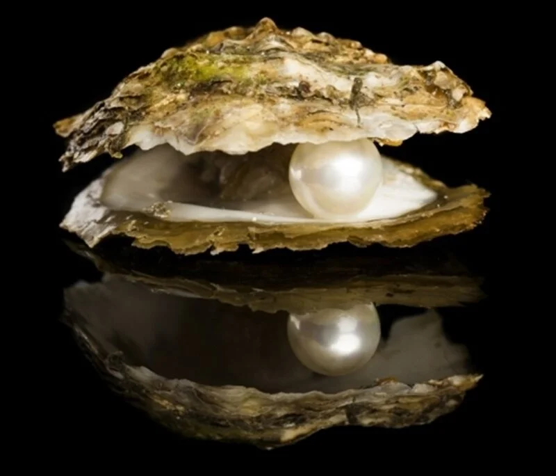 Rennway Real Pearl Necklace in an Oyster Shell by