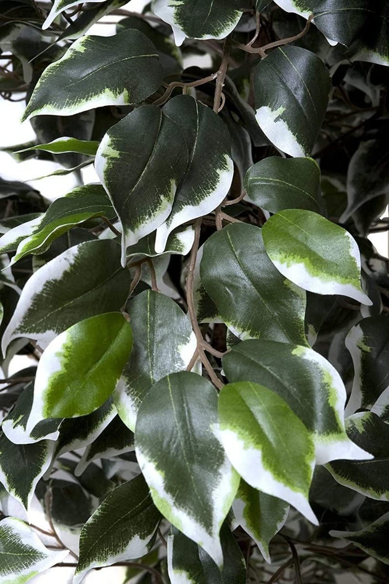 Fox & Fern Artificial Plants (Ficus Variegated 180cm) - Image 2
