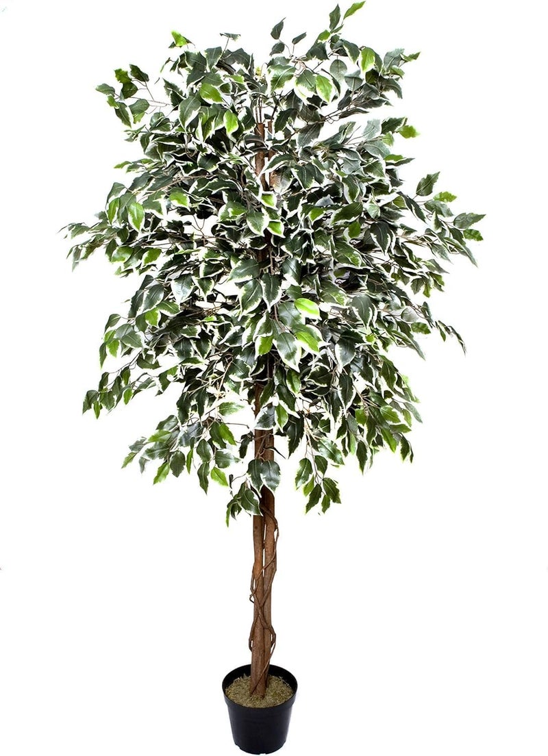 Fox & Fern Artificial Plants (Ficus Variegated 180cm) - Image 1