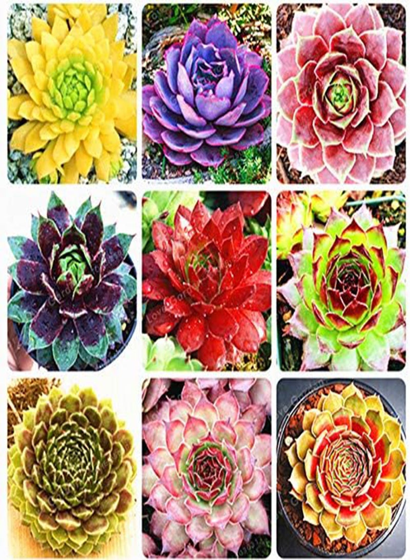 GGOOT New 100 pcs Succulent Sempervivum Plant Seeds for Gardening Multi-Colour - Image 1