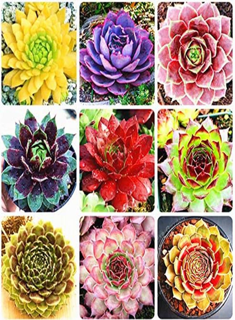 GGOOT New 100 pcs Succulent Sempervivum Plant Seeds for Gardening Multi-Colour - Image 2