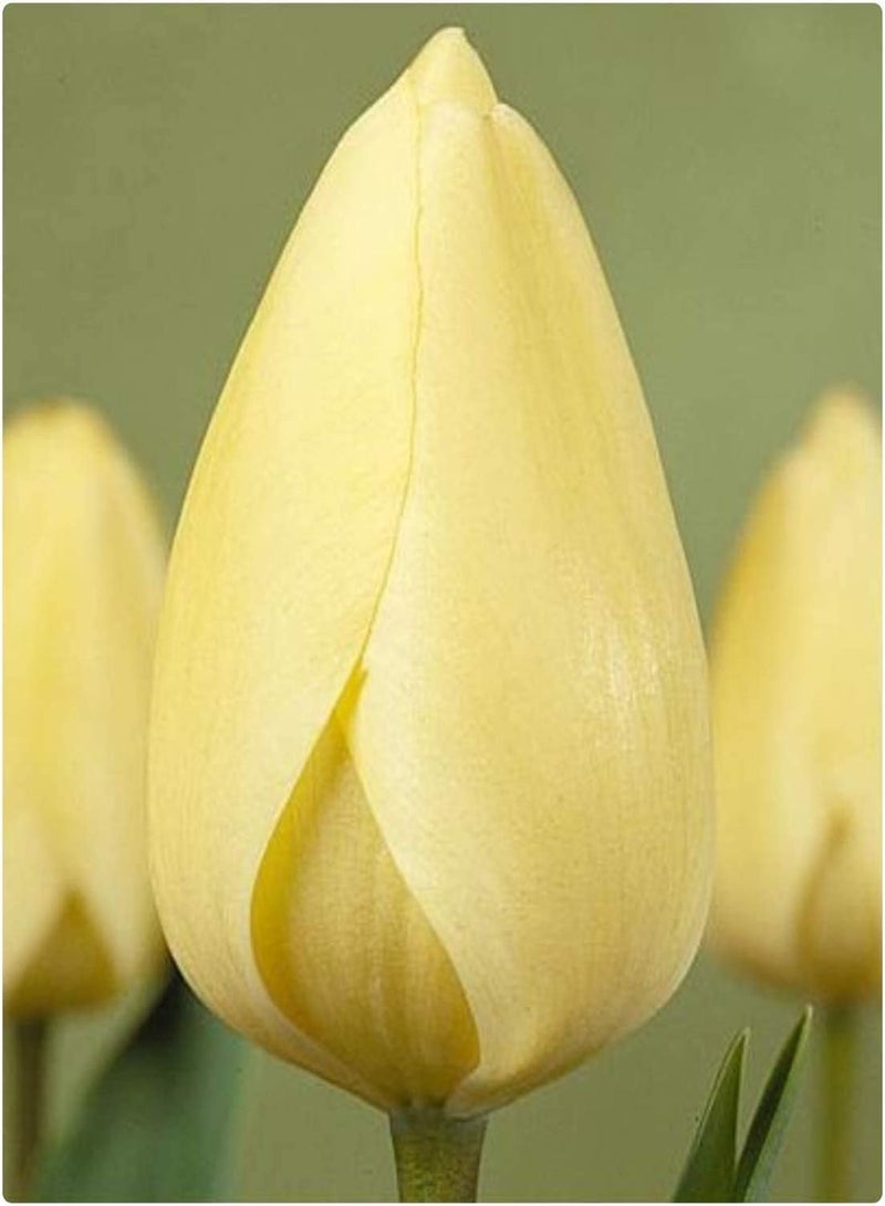 جي جوت 10 فصول دراسية من Tulpenzwiebeln Schöne Selten Sorten Sehr anpassungsfähig Einfach zu verwalten zu pflegen Zierblumen schaffen eine schöne Umgebung - Image 2