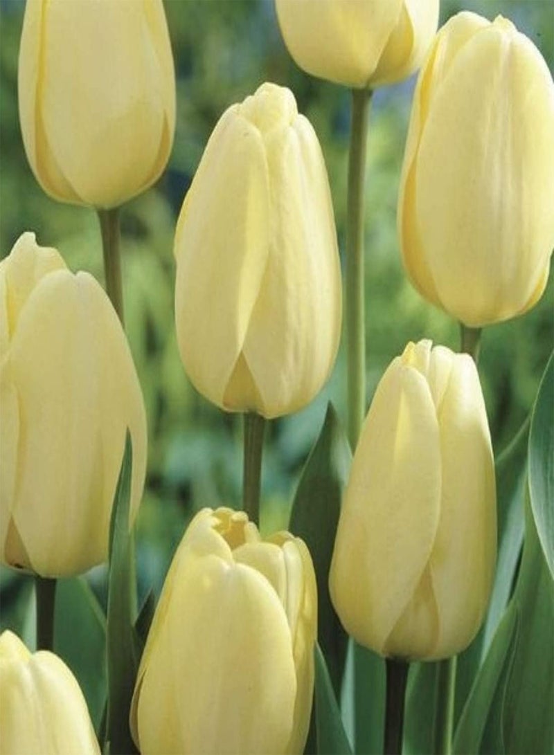 جي جوت 10 فصول دراسية من Tulpenzwiebeln Schöne Selten Sorten Sehr anpassungsfähig Einfach zu verwalten zu pflegen Zierblumen schaffen eine schöne Umgebung - Image 1