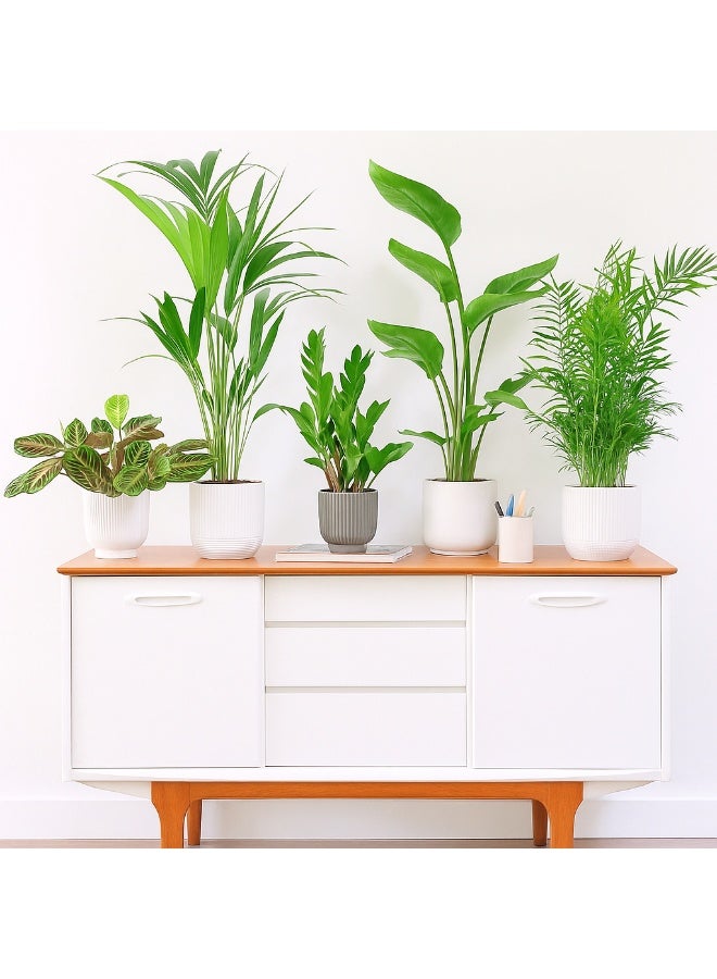 Business Plants Set in White Ceramic Pots 5 Premium Indoor Plants: Calathea Orbifolia, Kentia Palm, ZZ Plant, Strelitzia Reginae & Parlour Palm for Office & Home Décor