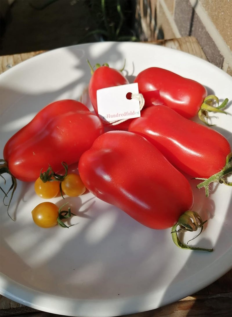 San Marzano Paste Tomato 30 Vegetable Seeds - Heirloom Italian Plum Tomato for Paste, Sauce and Canning