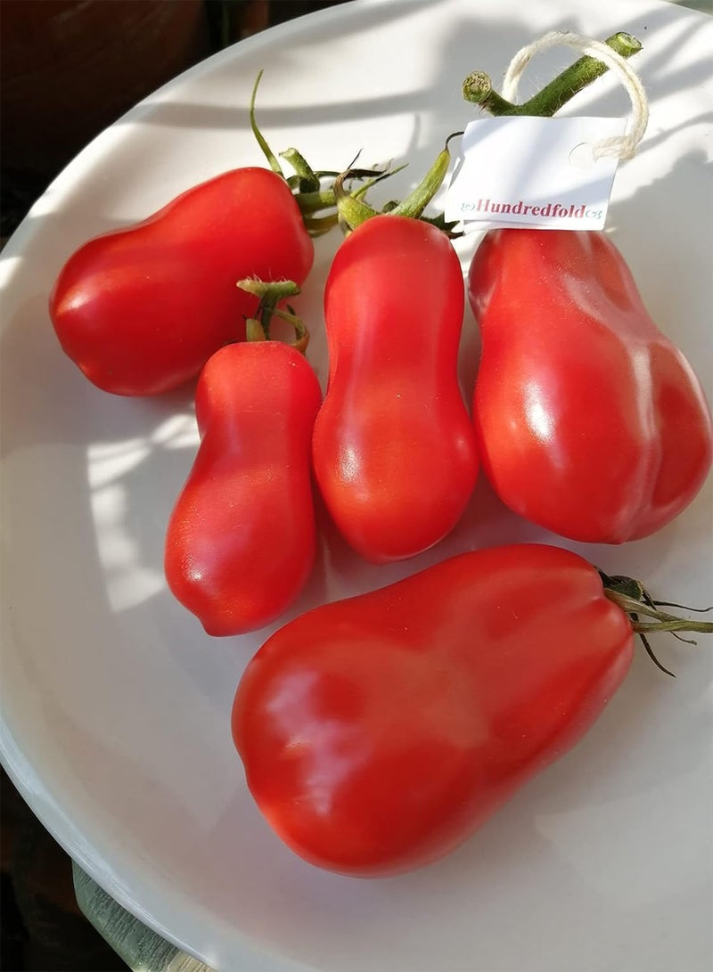 San Marzano Paste Tomato 30 Vegetable Seeds - Heirloom Italian Plum Tomato for Paste, Sauce and Canning