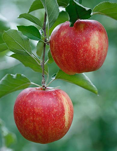 Sansar Agro Sansar Agro Apple Food Essential Organic Fertilizer for Apple Plants Double Filtered with All Required Nutrients and Active MicroOrganism 900 gm  - Image 4