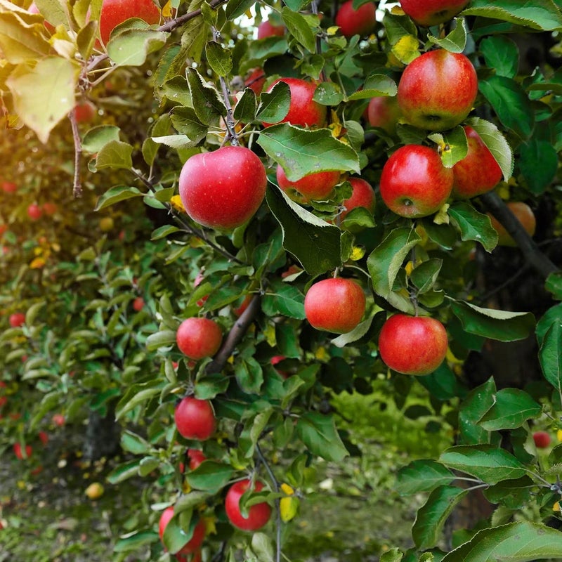 Sansar Agro Sansar Agro Apple Food Essential Organic Fertilizer for Apple Plants Double Filtered with All Required Nutrients and Active MicroOrganism 900 gm  - Image 2