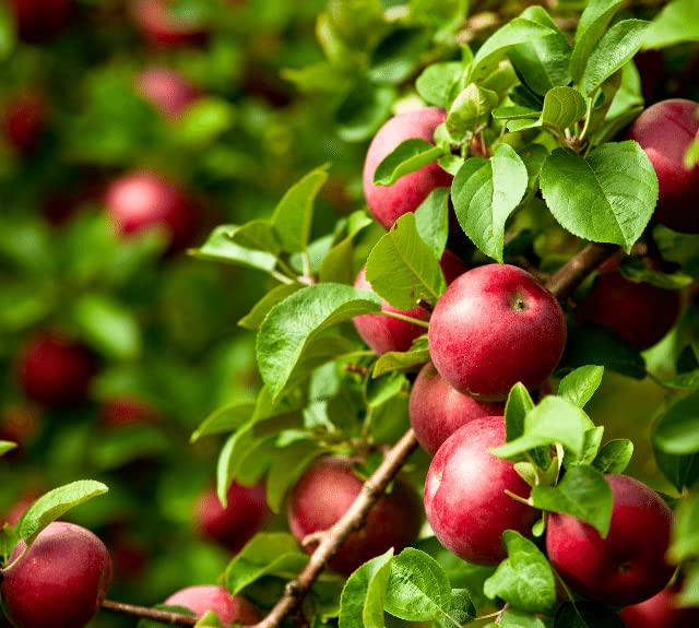Sansar Agro Sansar Agro Apple Food Essential Organic Fertilizer for Apple Plants Double Filtered with All Required Nutrients and Active MicroOrganism 900 gm  - Image 5
