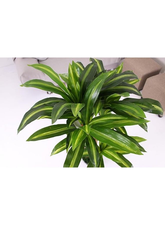 MARCOLO Artificial Dracaena Tree with Pot, Green, Indoor Decor, Realistic Foliage (100cm) - Image 2