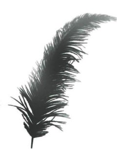 Feather 100 Pieces of Decoration Feather Black 12 cm - pzsku/ZE19E5DF9C021771E635FZ/45/_/1741272174/21a6fd34-2735-484f-b7c3-b05ce7b60767