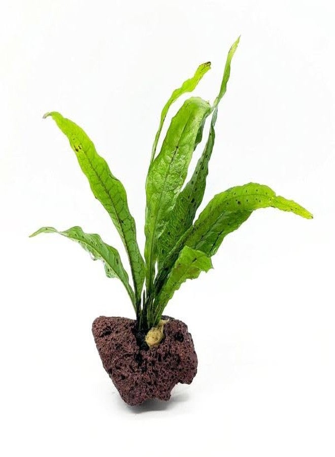 KENKO JAVA FERN ON ROCK AQUARIUM PLANT