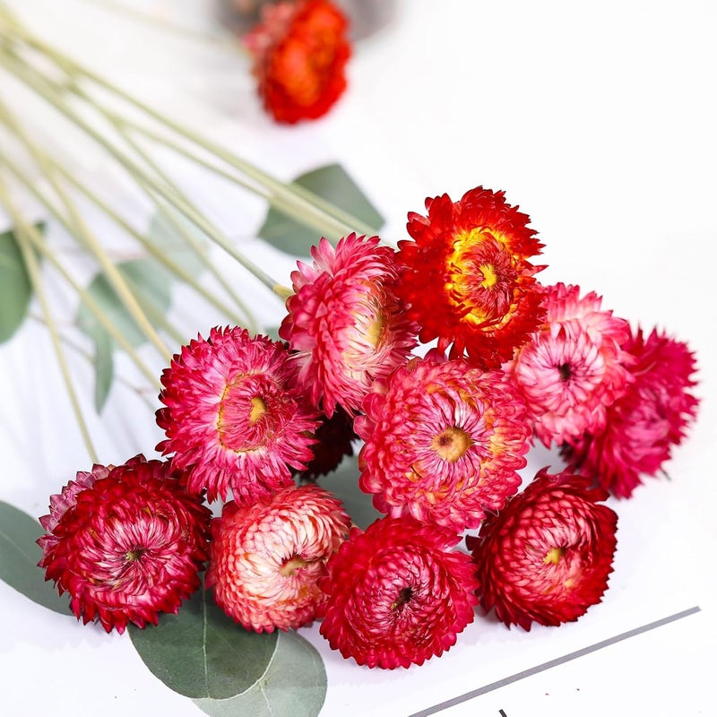 Jtoder Dried Flowers Bouquet Natural Daisy - 40 PCS Daisies Dried Sunflowers, Dry Flower Arrangements for Wedding, Farmhouse Table Vase Decor, Home Office Party Decoration (Rose Red) - Image 4