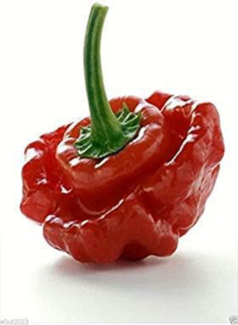 Jamaican Red Scotch Bonnet~(original Strain) 25+seed-heirloom From Jamaican ! .