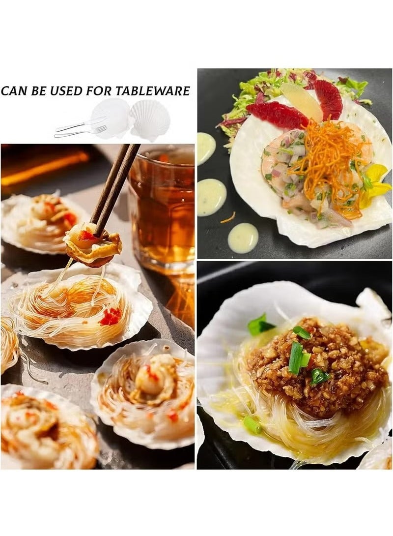15 pcs Natural Scallop Shells 2-3 inch White Sea Shells from Sea Beach for DIY Craft Home - Image 5