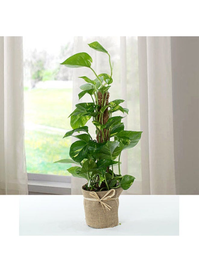 Ferns N Petals Jute Wrapped Epipremnum Aureum Plant