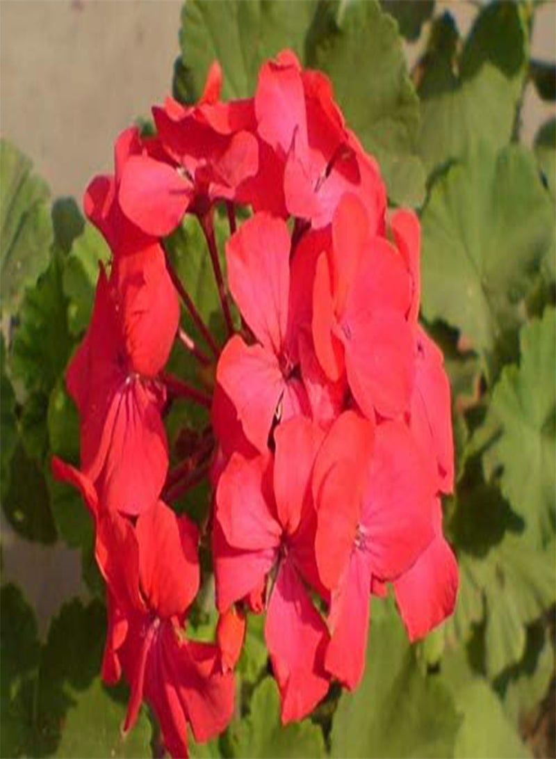 GGOOT seeds Fresh 10 pcs Geranium Flower Seeds for Planting Red