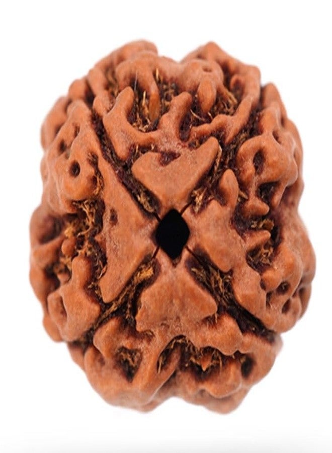 Char Mukhi Rudraksha أصلي معتمد من Real Rudraksha 4 Mukhi نيبال Four Face Rudraksha Amazing 4 मुकी रुत्राक्ष حجم صغير 4 وجه Rudraksha مع قلادة أو Laal Dori للرجال والنساء من IRIS GEMS - Image 3
