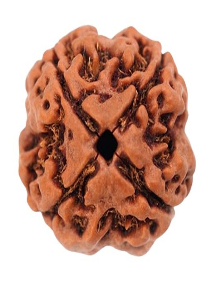Char Mukhi Rudraksha أصلي معتمد من Real Rudraksha 4 Mukhi نيبال Four Face Rudraksha Amazing 4 मुकी रुत्राक्ष حجم صغير 4 وجه Rudraksha مع قلادة أو Laal Dori للرجال والنساء من IRIS GEMS - Image 1