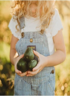GGOOT Boston Pickling Cucumber - 25 Seeds - Heirloom & Open-Pollinated Variety, Non-GMO Vegetable Seeds for Planting Indoors or Outdoors in The Home Garden, Thresh Seed Company  - Image 3
