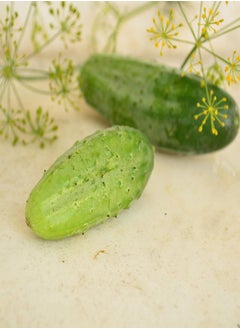 GGOOT Boston Pickling Cucumber - 25 Seeds - Heirloom & Open-Pollinated Variety, Non-GMO Vegetable Seeds for Planting Indoors or Outdoors in The Home Garden, Thresh Seed Company  - Image 4