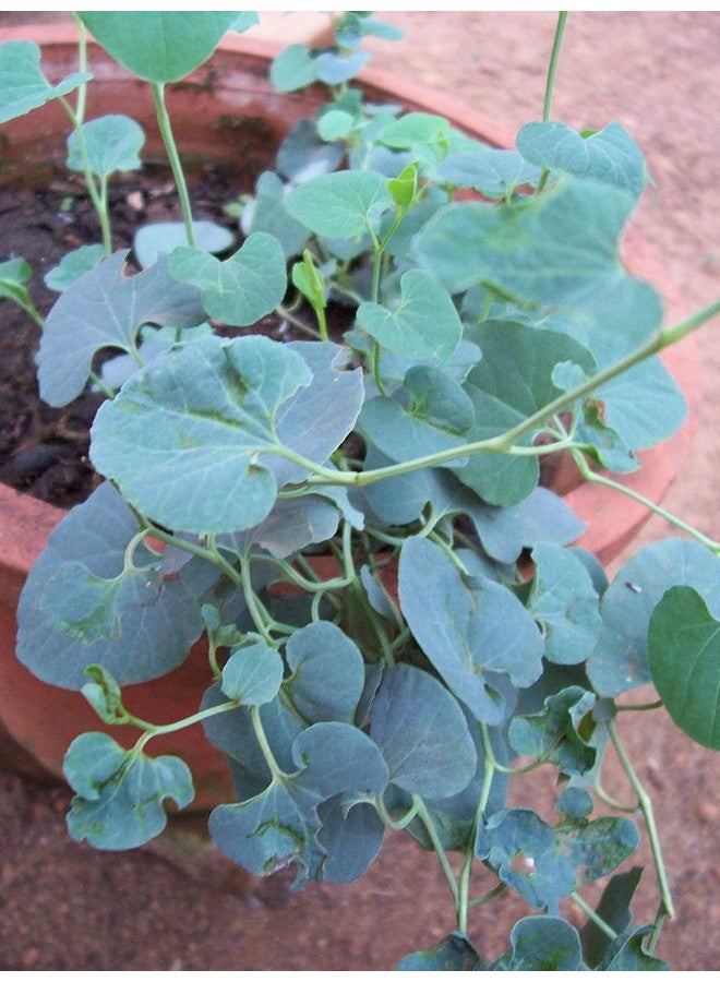 neotea مسحوق نيوتي Aadu Thinna Paalai (Aristolochia Bracteata) ، 300 جرام - Image 3