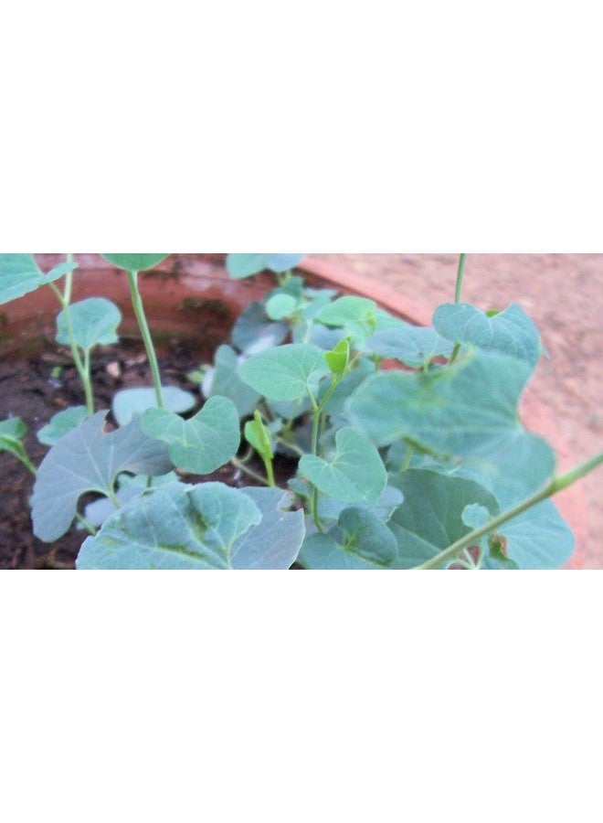 neotea مسحوق نيوتي Aadu Thinna Paalai (Aristolochia Bracteata) ، 300 جرام - Image 4