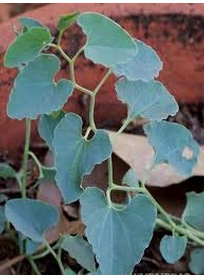 neotea مسحوق نيوتي Aadu Thinna Paalai (Aristolochia Bracteata) ، 300 جرام - Image 5