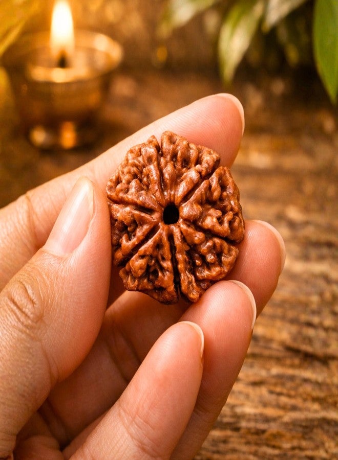 Plus Value Authentic 6 Mukhi Rudraksha Bead - Original Six Face Rudraksha from Nepal for Focus, Willpower & Emotional Balance | Natural Kartikeya Rudraksha - Image 2