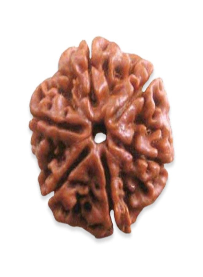 Plus Value Authentic 6 Mukhi Rudraksha Bead - Original Six Face Rudraksha from Nepal for Focus, Willpower & Emotional Balance | Natural Kartikeya Rudraksha - Image 3