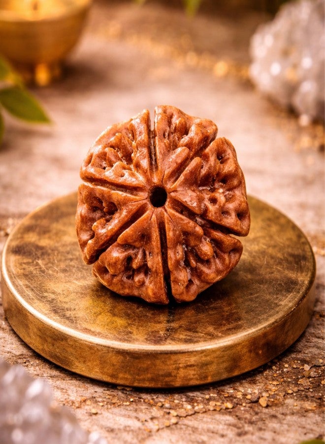 Plus Value Authentic 6 Mukhi Rudraksha Bead - Original Six Face Rudraksha from Nepal for Focus, Willpower & Emotional Balance | Natural Kartikeya Rudraksha - Image 1