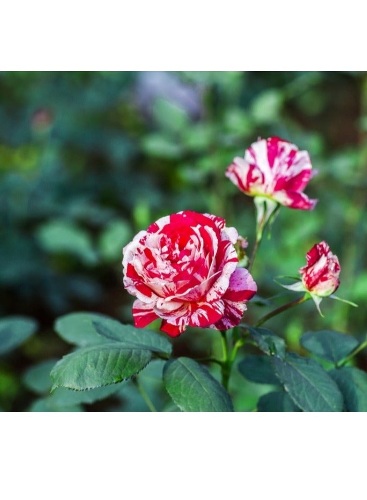 100 قطعة من بذور الورد لزراعة حديقة الشرفة، بذور الورد الوردي والأحمر - Image 1