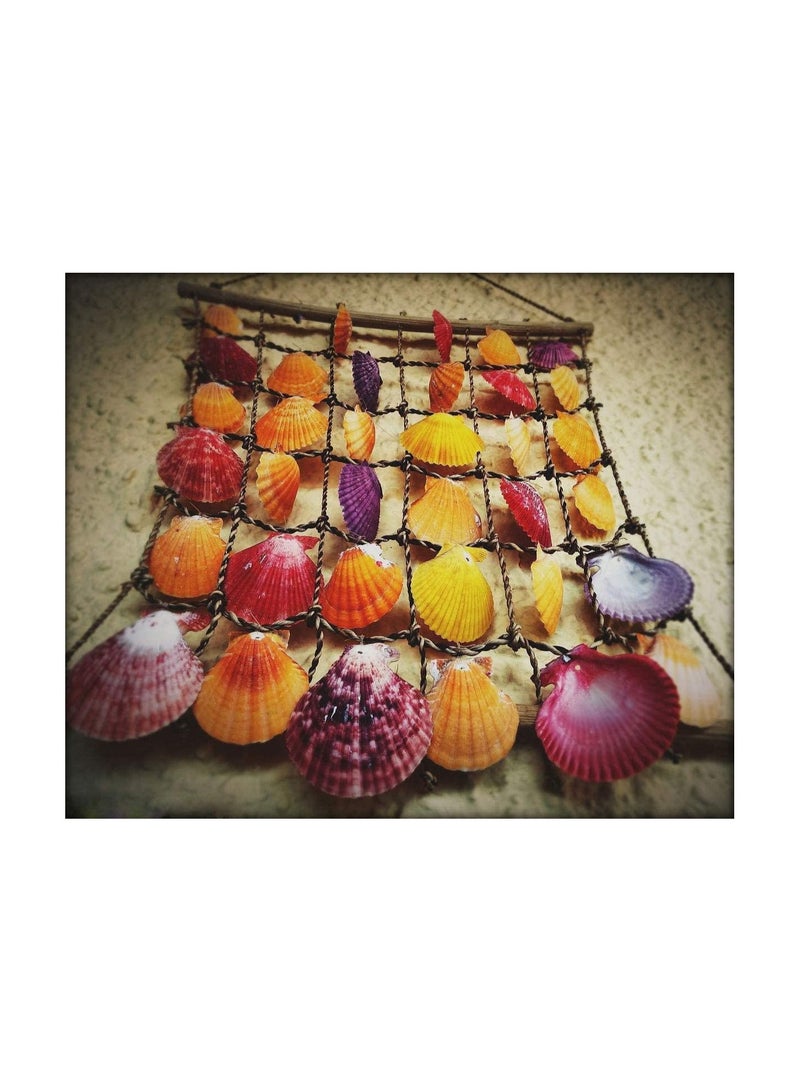 Fangoo Sea Shells Mixed Beach Seashells 9 Kinds 1.2"-3.5 "Various Sizes Natural Seashells and 2 Kinds of Natural Starfish for Beach Themed Party DIY Crafts Fishtank Vase Fillers Home Wedding Decorations - Image 3