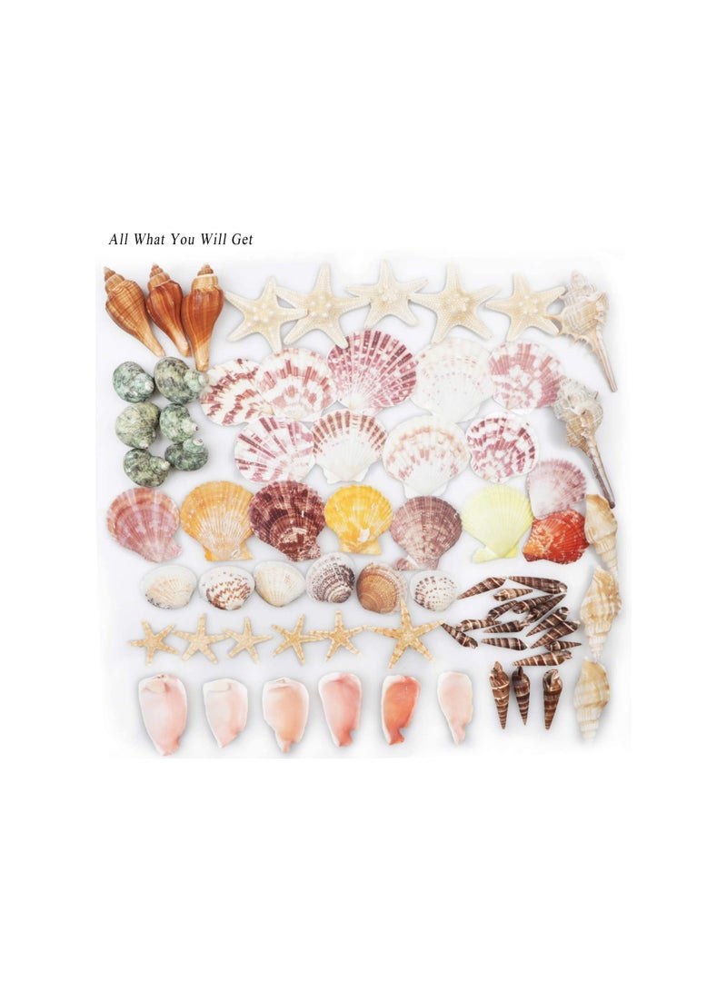 Fangoo Sea Shells Mixed Beach Seashells 9 Kinds 1.2"-3.5 "Various Sizes Natural Seashells and 2 Kinds of Natural Starfish for Beach Themed Party DIY Crafts Fishtank Vase Fillers Home Wedding Decorations - Image 2