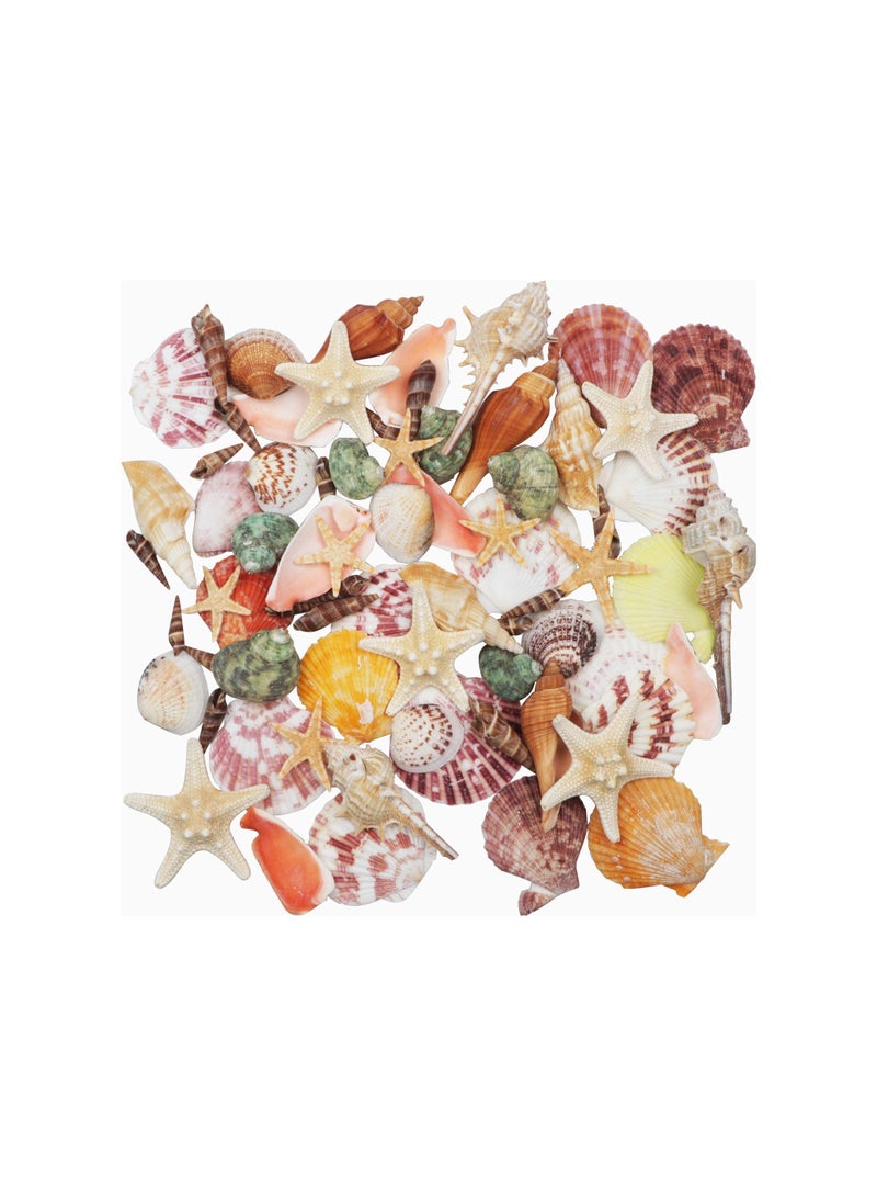 Fangoo Sea Shells Mixed Beach Seashells 9 Kinds 1.2"-3.5 "Various Sizes Natural Seashells and 2 Kinds of Natural Starfish for Beach Themed Party DIY Crafts Fishtank Vase Fillers Home Wedding Decorations - Image 1