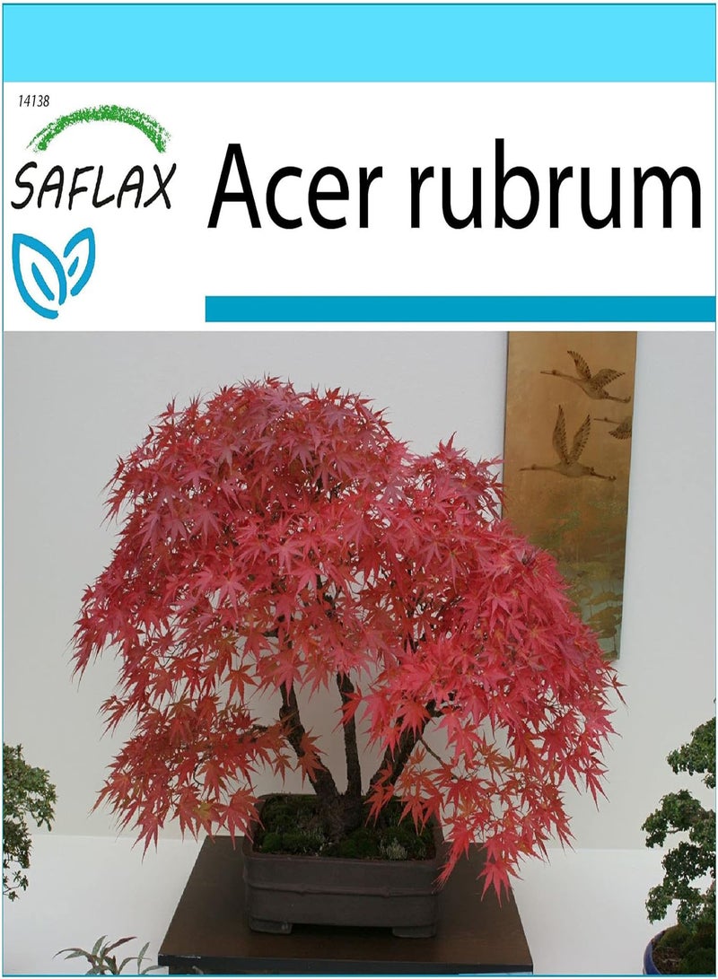 GGOOT Gift Set - Bonsai - Red Maple - 20 Seeds - Acer rubrum - Image 1