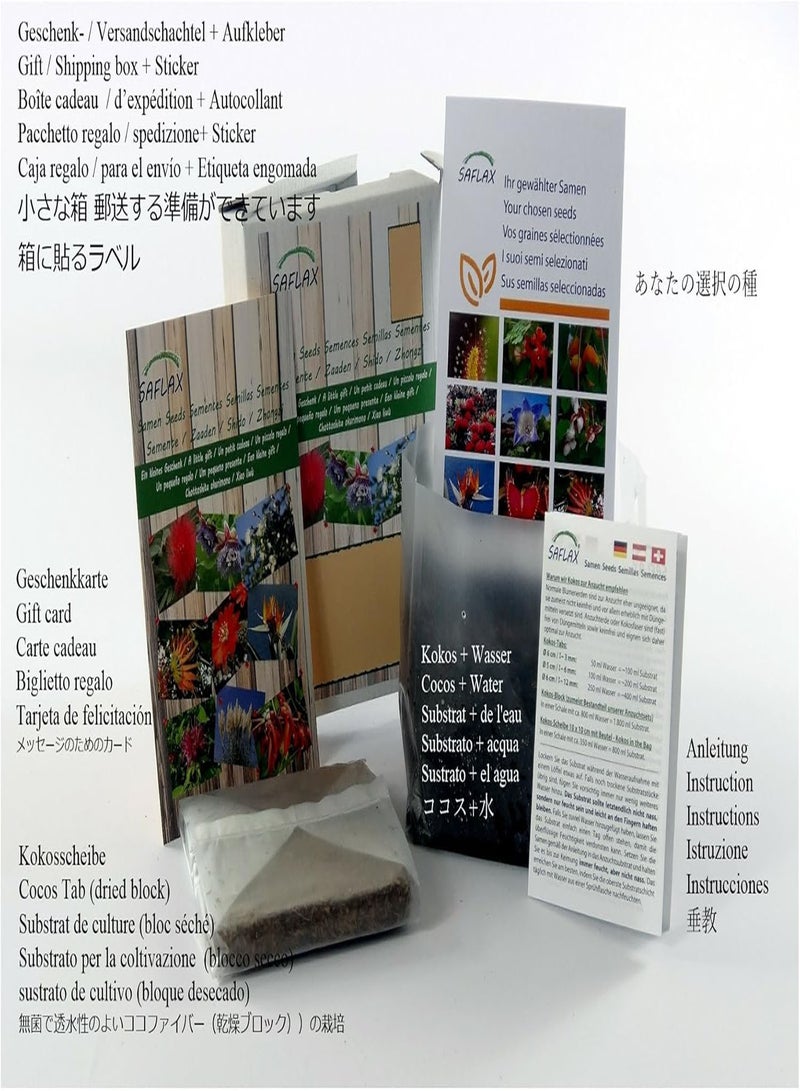 GGOOT Gift Set - Bonsai - Red Maple - 20 Seeds - Acer rubrum - Image 2